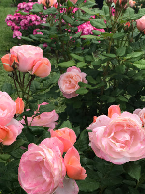 ¡Llenen de verdaderas flores el ambiente esta Primavera!